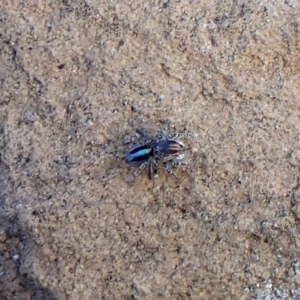 Maratus chrysomelas at Molonglo Valley, ACT - 14 Apr 2023