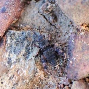 Calperum ottei at Molonglo Valley, ACT - 14 Apr 2023