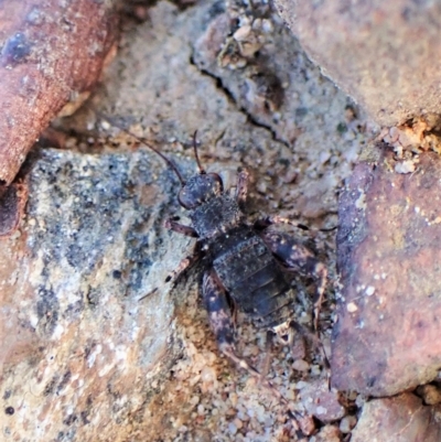 Calperum ottei (A recently described pygmy cricket) at Aranda Bushland - 14 Apr 2023 by CathB