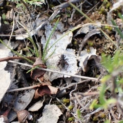 Calperum ottei at Molonglo Valley, ACT - 14 Apr 2023 04:46 PM