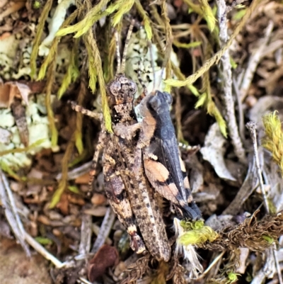 Pycnostictus seriatus (Common Bandwing) at Molonglo Valley, ACT - 14 Apr 2023 by CathB