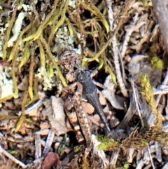 Pycnostictus seriatus at Molonglo Valley, ACT - 14 Apr 2023