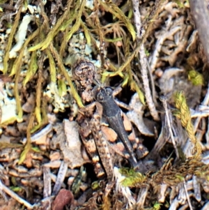 Pycnostictus seriatus at Molonglo Valley, ACT - 14 Apr 2023