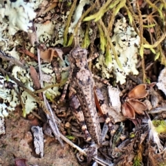 Pycnostictus seriatus at Molonglo Valley, ACT - 14 Apr 2023