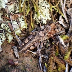 Pycnostictus seriatus at Molonglo Valley, ACT - 14 Apr 2023