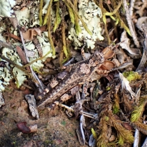 Pycnostictus seriatus at Molonglo Valley, ACT - 14 Apr 2023