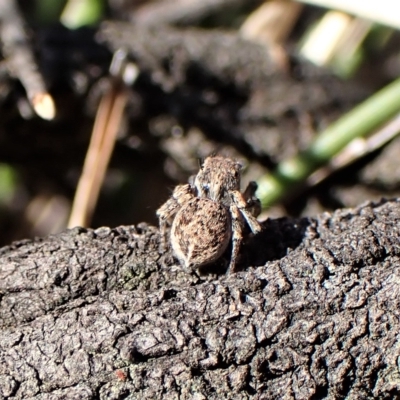 Maratus chrysomelas (Variable Peacock Spider) at Aranda Bushland - 14 Apr 2023 by CathB