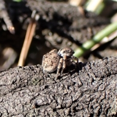 Maratus chrysomelas at Molonglo Valley, ACT - 14 Apr 2023