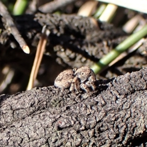 Maratus chrysomelas at Molonglo Valley, ACT - 14 Apr 2023 05:00 PM