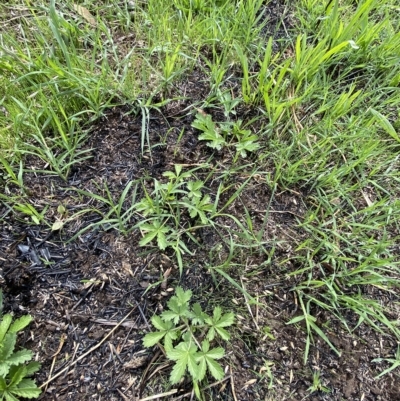 Potentilla recta (Sulphur Cinquefoil) at Red Hill to Yarralumla Creek - 1 Apr 2023 by Tapirlord