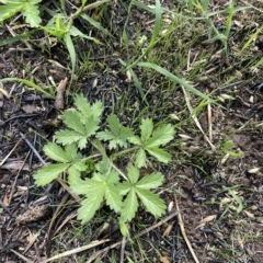 Potentilla recta at Garran, ACT - 1 Apr 2023 03:18 PM