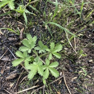 Potentilla recta at Garran, ACT - 1 Apr 2023