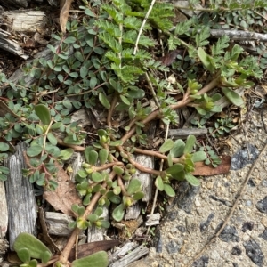 Portulaca oleracea at Hughes, ACT - 1 Apr 2023