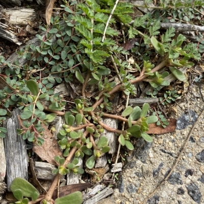 Portulaca oleracea (Munyeroo ,Pigweed, Purslane) at Hughes, ACT - 1 Apr 2023 by Tapirlord
