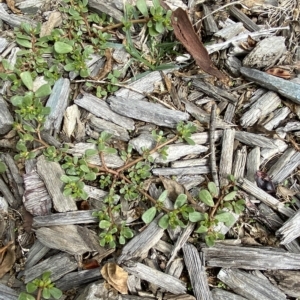 Portulaca oleracea at Hughes, ACT - 1 Apr 2023