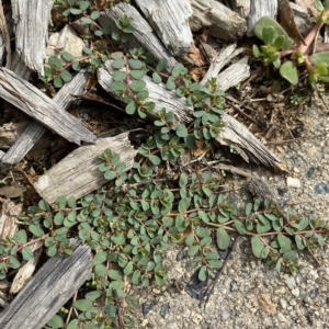 Euphorbia dallachyana at Hughes, ACT - 1 Apr 2023 02:58 PM