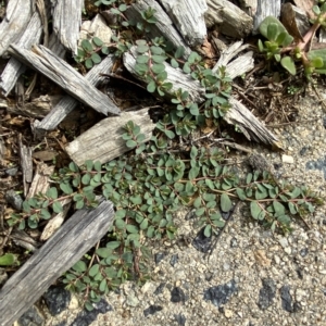 Euphorbia dallachyana at Hughes, ACT - 1 Apr 2023