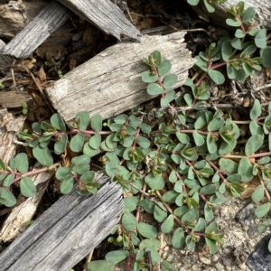 Euphorbia dallachyana at Hughes, ACT - 1 Apr 2023