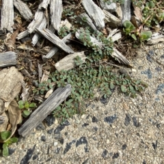 Euphorbia dallachyana at Hughes, ACT - 1 Apr 2023