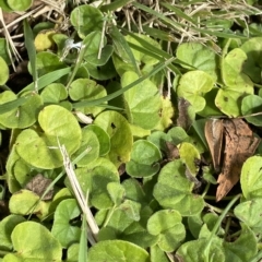 Dichondra repens (Kidney Weed) at Hughes, ACT - 1 Apr 2023 by Tapirlord