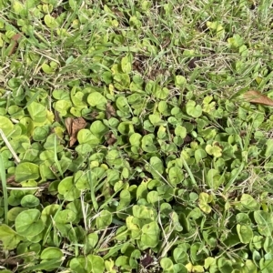 Dichondra repens at Hughes, ACT - 1 Apr 2023