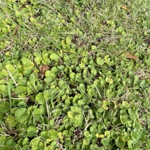 Dichondra repens at Hughes, ACT - 1 Apr 2023 02:55 PM