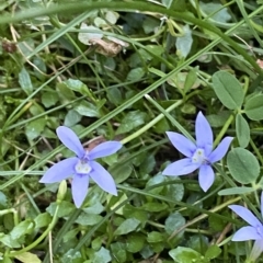 Isotoma fluviatilis subsp. australis (Swamp Isotome) at Canberra, ACT - 31 Mar 2023 by Tapirlord