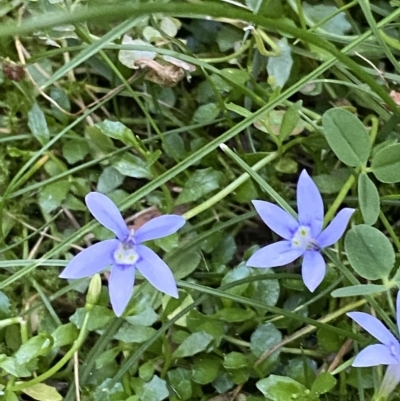 Isotoma fluviatilis subsp. australis (Swamp Isotome) at City Renewal Authority Area - 31 Mar 2023 by Tapirlord