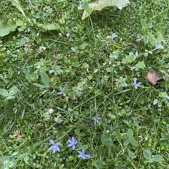 Isotoma fluviatilis subsp. australis at Canberra, ACT - 31 Mar 2023 06:35 PM