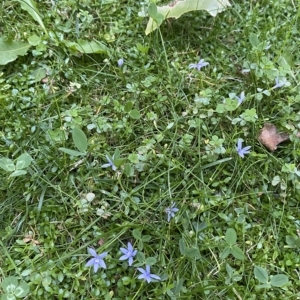 Isotoma fluviatilis subsp. australis at Canberra, ACT - 31 Mar 2023