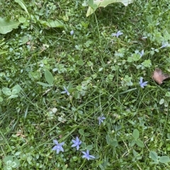 Isotoma fluviatilis subsp. australis at Canberra, ACT - 31 Mar 2023 06:35 PM