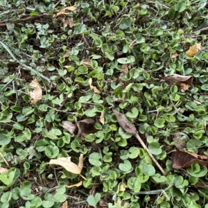 Dichondra repens at Hughes, ACT - 1 Apr 2023