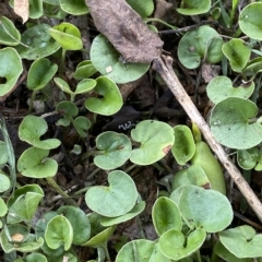 Dichondra repens at Hughes, ACT - 1 Apr 2023