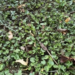 Dichondra repens at Hughes, ACT - 1 Apr 2023