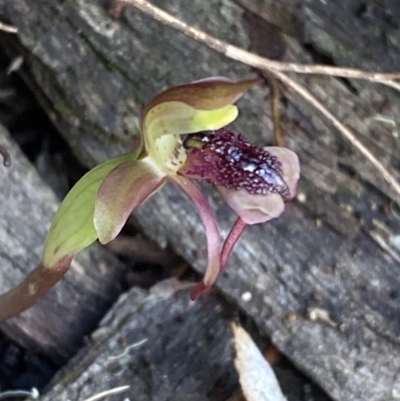 Chiloglottis reflexa (Short-clubbed Wasp Orchid) at Acton, ACT - 31 Mar 2023 by Tapirlord