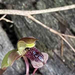 Chiloglottis reflexa at Acton, ACT - 31 Mar 2023