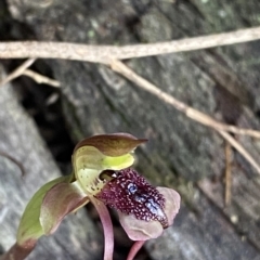 Chiloglottis reflexa at Acton, ACT - 31 Mar 2023