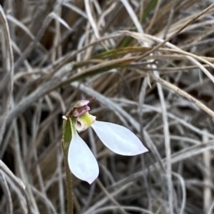 Eriochilus cucullatus (Parson's Bands) at Acton, ACT - 31 Mar 2023 by Tapirlord