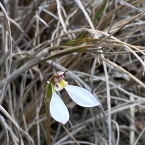 Eriochilus cucullatus at Point 5822 - suppressed