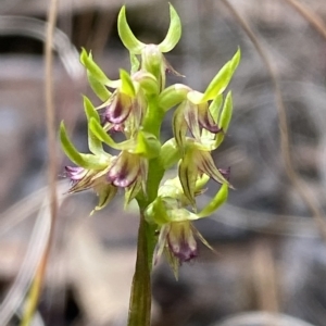 Corunastylis cornuta at Acton, ACT - suppressed