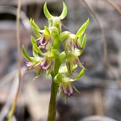 Corunastylis cornuta (Horned Midge Orchid) at Black Mountain - 31 Mar 2023 by Tapirlord