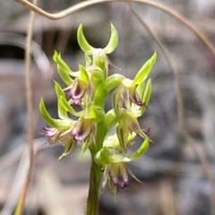 Corunastylis cornuta at Acton, ACT - suppressed