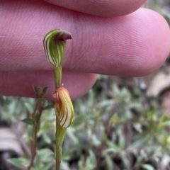 Speculantha rubescens (Blushing Tiny Greenhood) at Acton, ACT - 31 Mar 2023 by Tapirlord