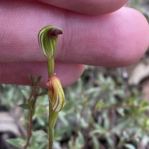 Speculantha rubescens at Acton, ACT - suppressed