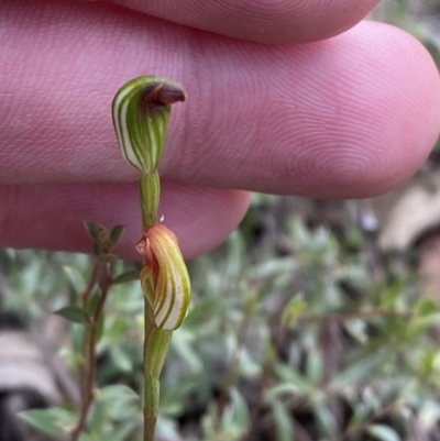 Speculantha rubescens (Blushing Tiny Greenhood) at Acton, ACT - 31 Mar 2023 by Tapirlord