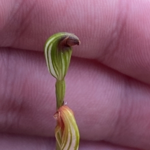 Speculantha rubescens at Acton, ACT - suppressed