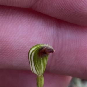 Speculantha rubescens at Acton, ACT - suppressed