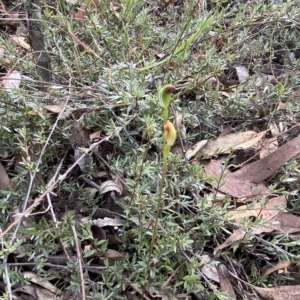 Speculantha rubescens at Acton, ACT - suppressed