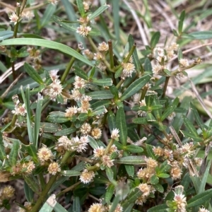 Alternanthera denticulata at Phillip, ACT - 27 Mar 2023 03:11 PM