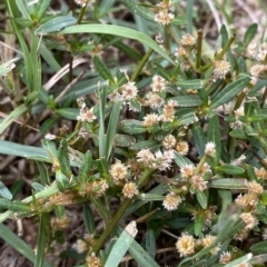 Alternanthera denticulata at Phillip, ACT - 27 Mar 2023